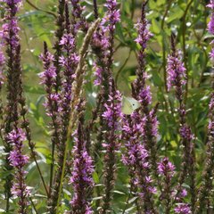img_2746.jpg