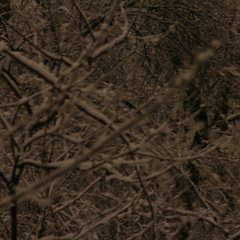 img_5198.jpg